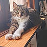 animal, blinds, books, cat, cozy, domestic_cat, face, feline, fur, green_eyes, indoor, lounging, natural_light, paw, pet, relaxed, tabby_cat, whiskers, window, wooden_shelf
