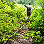 Scully participe au concours pour gagner de l'argent avec cette photo : adventure, animal, bushes, canine, daylight, dog, flora, forest, furry, greenery, leaf_litter, leaves, nature, outdoor, path, scenic, trail, tree, walking, woodland