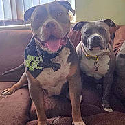 Zeus And Princess is registered to the contest to win money with this photo: animal, bandana, brown, canine, collar, companions, couch, cute, dog, friendly, furniture, household, indoor, pet, pitbull, portrait, relaxed, sitting, tongue_out, two_dogs