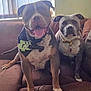animal, bandana, brown, canine, collar, companions, couch, cute, dog, friendly, furniture, household, indoor, pet, pitbull, portrait, relaxed, sitting, tongue_out, two_dogs