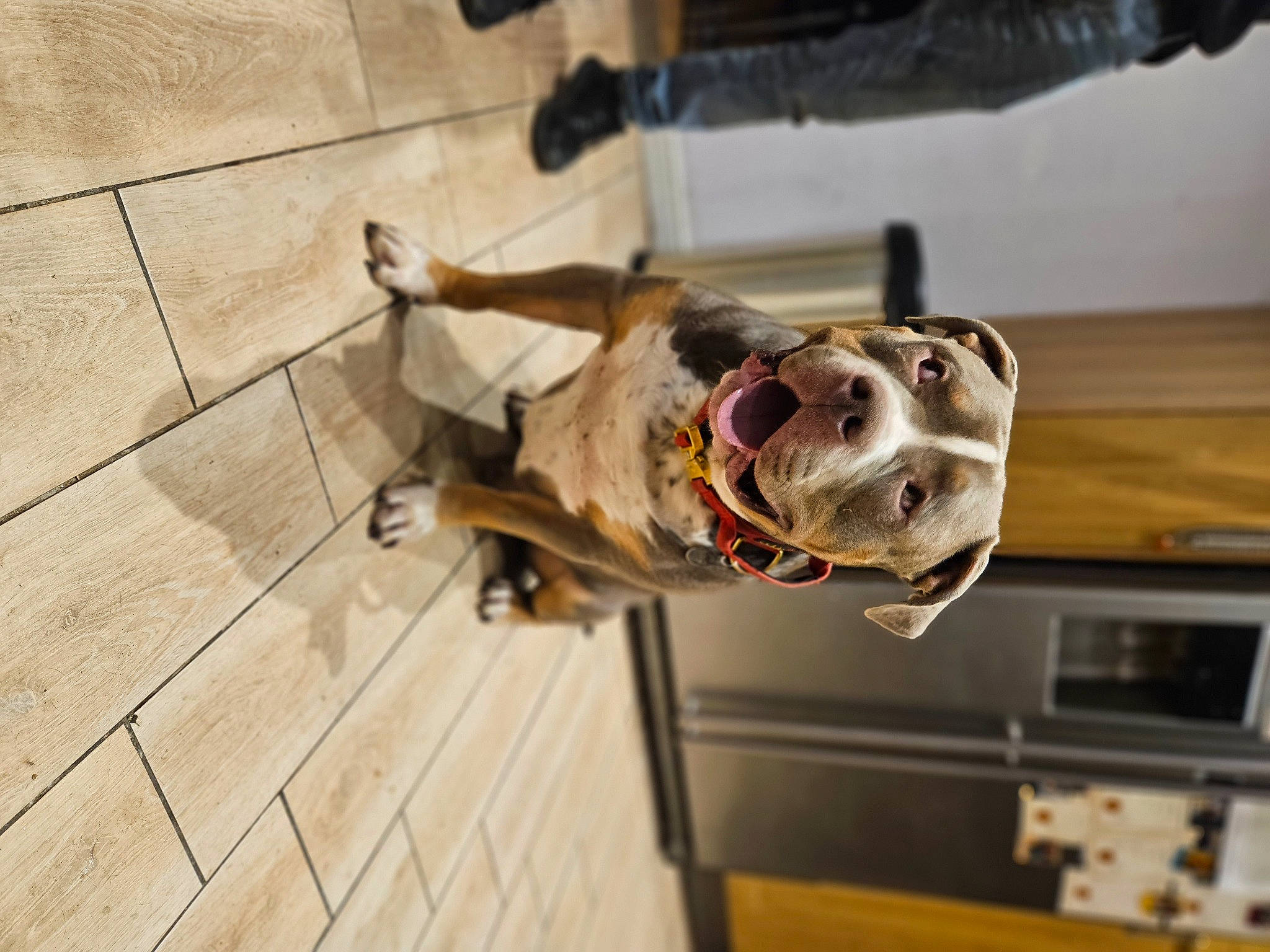 Zeus is registered to the contest to win money with this photo: canidae, carnivore, collar, companion_dog, dog, dog_breed, dog_collar, fawn, flooring, fur, guard_dog, hardwood, leash, non_sporting_group, plank, snout, sporting_group, wood, wood_flooring, working_animal