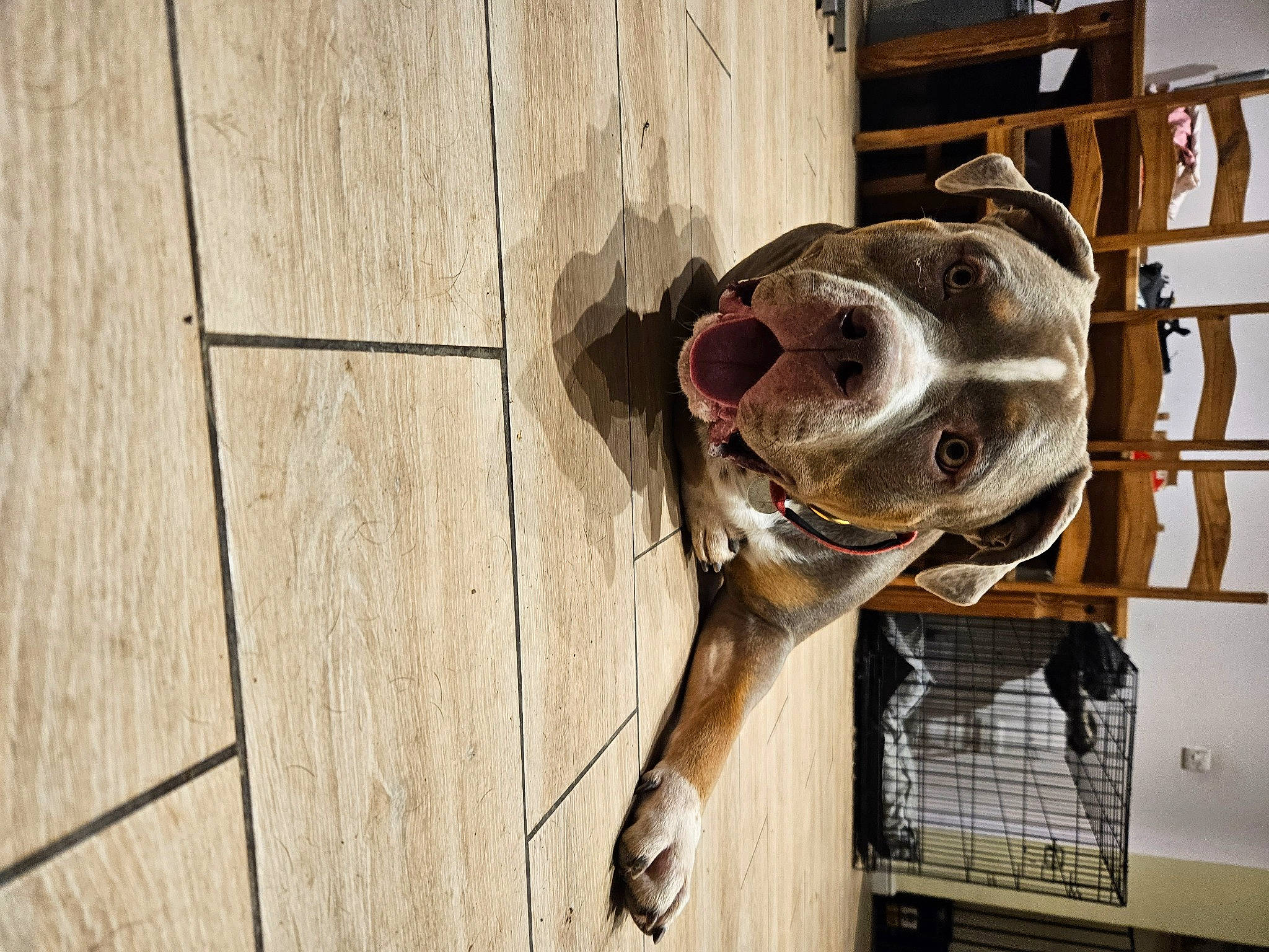 Zeus is registered to the contest to win money with this photo: art, bone, carnivore, dog, dog_breed, door, fawn, flooring, hardwood, metal, pattern, personal_protective_equipment, plank, plywood, sculpture, snout, window, wood, wood_stain, working_animal