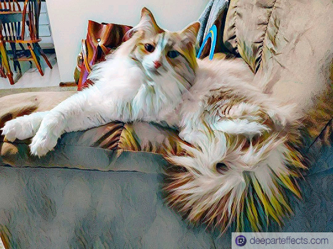 Butterscotch Turner is registered to the contest to win money with this photo: aegean_cat, american_curl, carnivore, cat, domestic_long_haired_cat, felidae, maine_coon, mammal, norwegian_forest_cat, ragamuffin, siberian, small_to_medium_sized_cats, tail, turkish_angora, turkish_van, vertebrate, whiskers