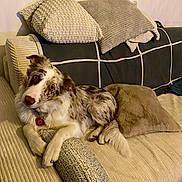 Appy participe au concours pour gagner de l'argent avec cette photo : dog, canine, merle_coat, collar, dog_tag, couch, sofa, throw_pillow, cushion, living_room, indoors, relaxed, paws, tail, looking_at_camera, head_tilt, upholstery, beige_color, pet, fur