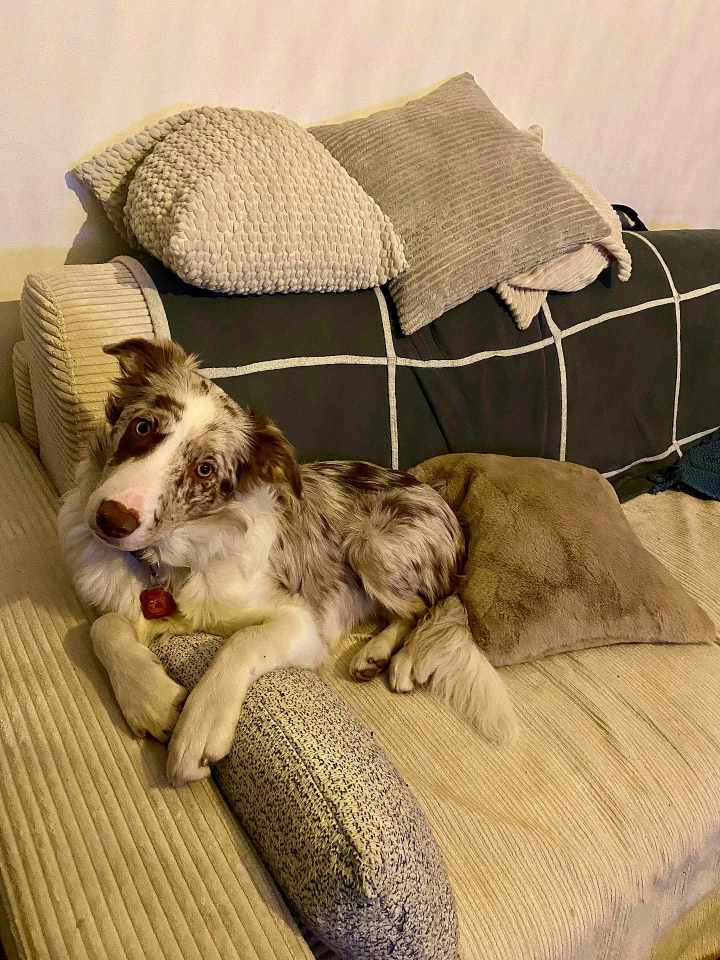 Appy participe au concours pour gagner de l'argent avec cette photo : dog, canine, merle_coat, collar, dog_tag, couch, sofa, throw_pillow, cushion, living_room, indoors, relaxed, paws, tail, looking_at_camera, head_tilt, upholstery, beige_color, pet, fur
