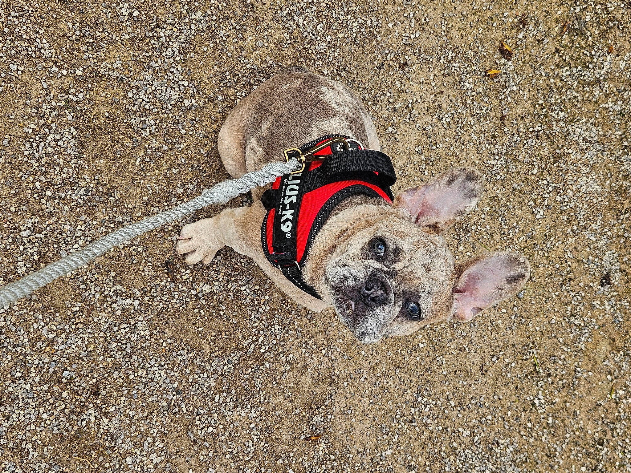 Ucco a rejoint le concours — aidez-le/la à gagner de superbes lots ! asphalt, canidae, carnivore, collar, companion_dog, concrete, dog, dog_breed, dog_supply, fawn, leash, pet_supply, road_surface, sand, shadow, soil, sporting_group, tail, tracking_trial, working_animal