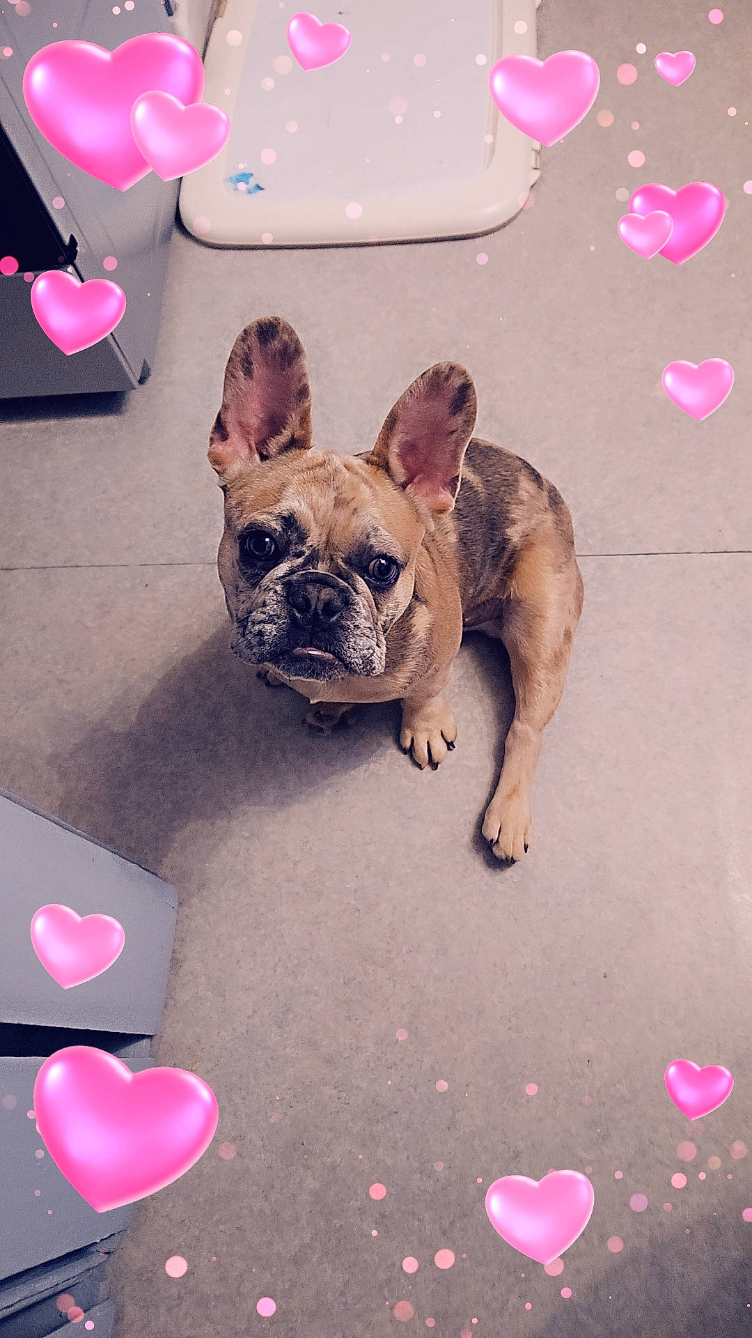 Ucco participe au concours pour gagner de l'argent avec cette photo : balloon, bulldog, canidae, carnivore, companion_dog, dog, dog_breed, fashion_accessory, fawn, flooring, french_bulldog, happy, magenta, mammal, party_supply, paw, pink, snout, toy_dog, white