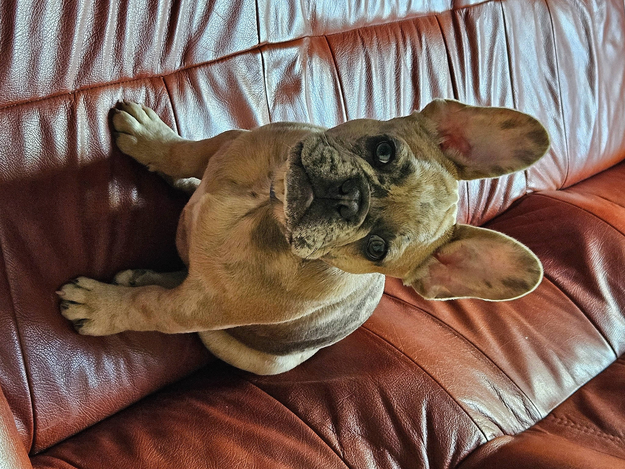 Ucco participe au concours pour gagner de l'argent avec cette photo : canidae, carnivore, comfort, companion_dog, couch, dog, dog_breed, ear, fawn, fur, paw, pet_supply, snout, sporting_group, tail, toy_dog, whiskers, wood, working_animal, wrinkle