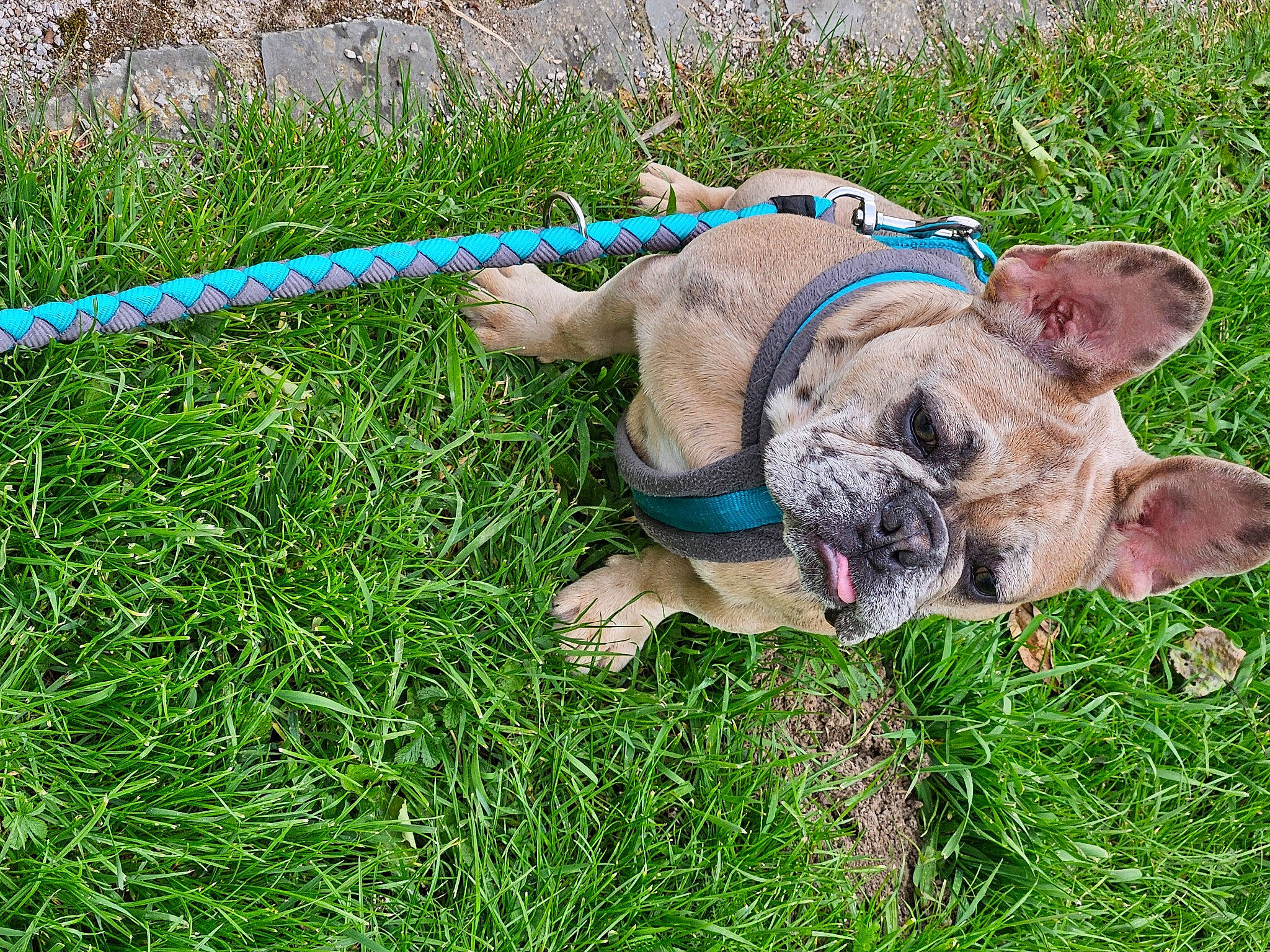 Ucco a rejoint le concours — aidez-le/la à gagner de superbes lots ! bulldog, canidae, carnivore, collar, companion_dog, dog, dog_breed, dog_collar, dog_supply, fawn, grass, grassland, non_sporting_group, pet_supply, snout, sporting_group, terrestrial_animal, working_animal, working_dog, wrinkle