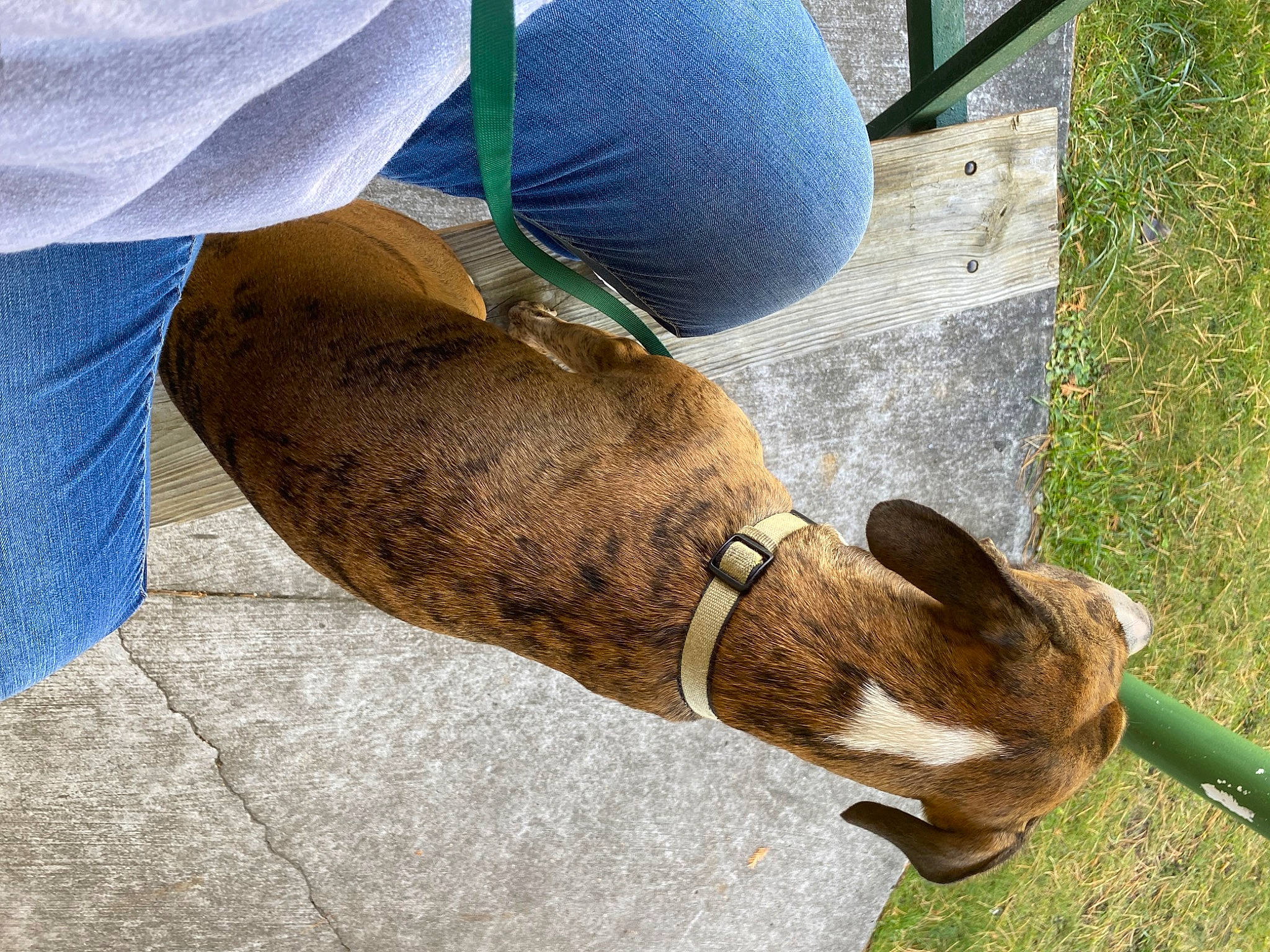 Frank is registered to the contest to win money with this photo: calf, canidae, elbow, electric_blue, fawn, foot, fur, grass, human_leg, knee, reptile, snout, soil, sporting_group, tail, terrestrial_animal, thigh, wood, working_animal, wrist