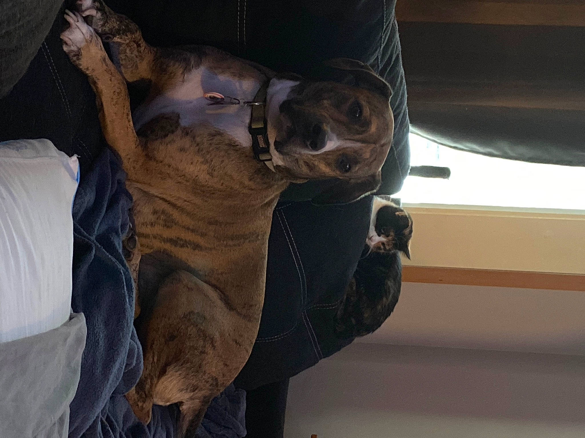 Frank is registered to the contest to win money with this photo: canidae, carnivore, comfort, companion_dog, dog, dog_breed, ear, elbow, fawn, fur, guard_dog, jaw, liver, musical_instrument, snout, sporting_group, terrestrial_animal, working_animal, wrinkle