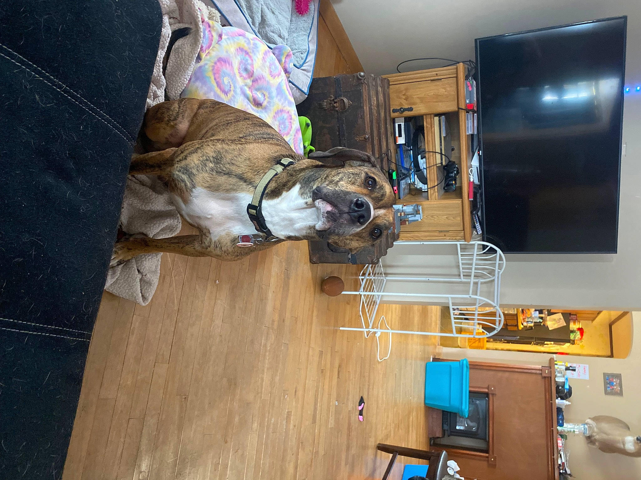 Frank is registered to the contest to win money with this photo: carnivore, comfort, companion_dog, display_device, dog, dog_breed, electrical_wiring, floor, flooring, fur, hardwood, laminate_flooring, machine, room, television, television_set, varnish, wood, wood_flooring, wood_stain