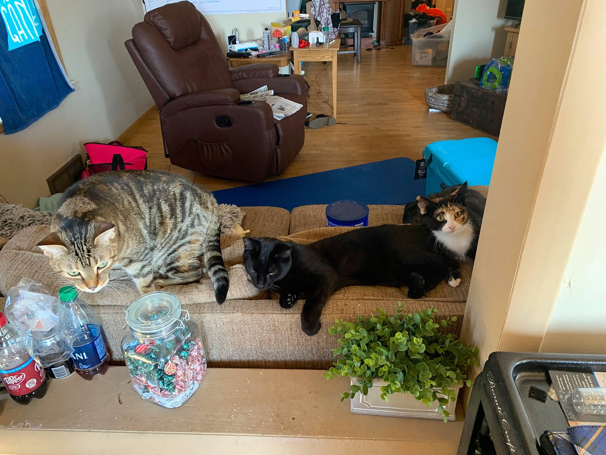 Sirius joined the competition — help win amazing prizes! armrest, carnivore, cat, chair, comfort, companion_dog, couch, domestic_short_haired_cat, felidae, flooring, fur, hardwood, houseplant, living_room, plant, room, small_to_medium_sized_cats, sporting_group, tail, whiskers