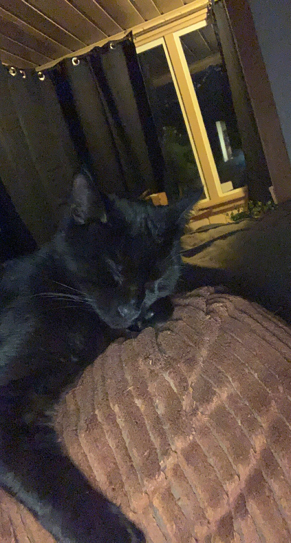 Sirius joined the competition — help win amazing prizes! automotive_tire, black_cat, carnivore, cat, chartreux, comfort, darkness, domestic_short_haired_cat, felidae, flooring, fur, hardwood, night, room, small_to_medium_sized_cats, tail, terrestrial_animal, tints_and_shades, whiskers, wood