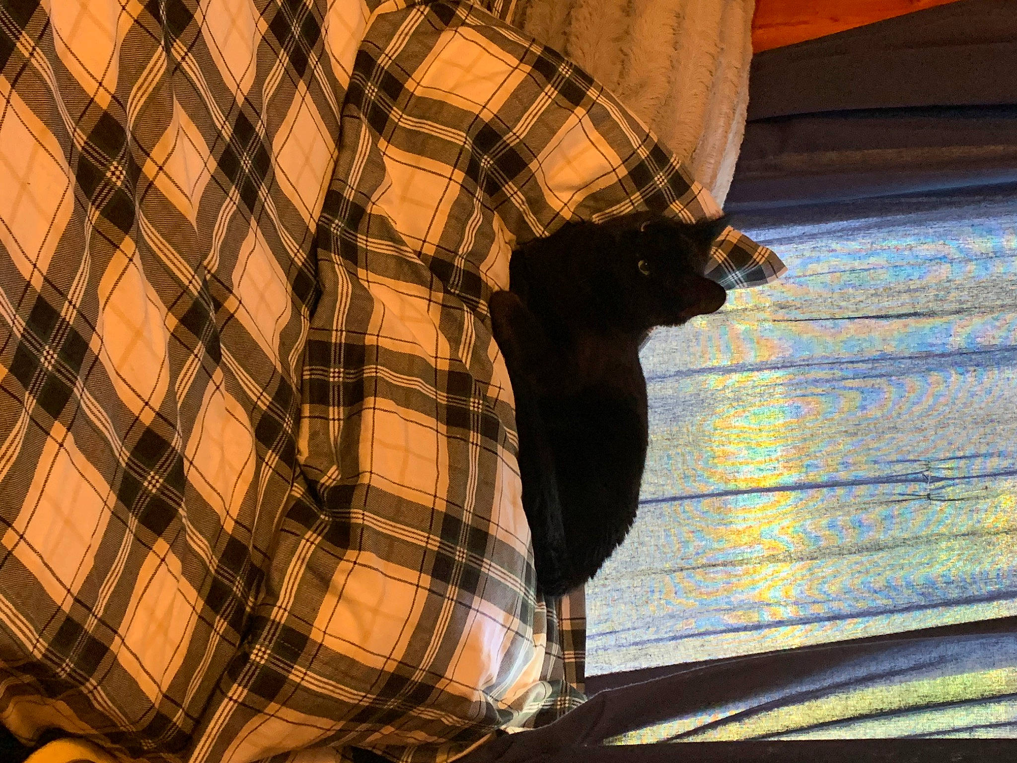 Sirius is registered to the contest to win money with this photo: carnivore, cat, collar, comfort, dress_shirt, electric_blue, felidae, light, pattern, plaid, shadow, sleeve, small_to_medium_sized_cats, tail, tartan, textile, tints_and_shades, whiskers, window, wood