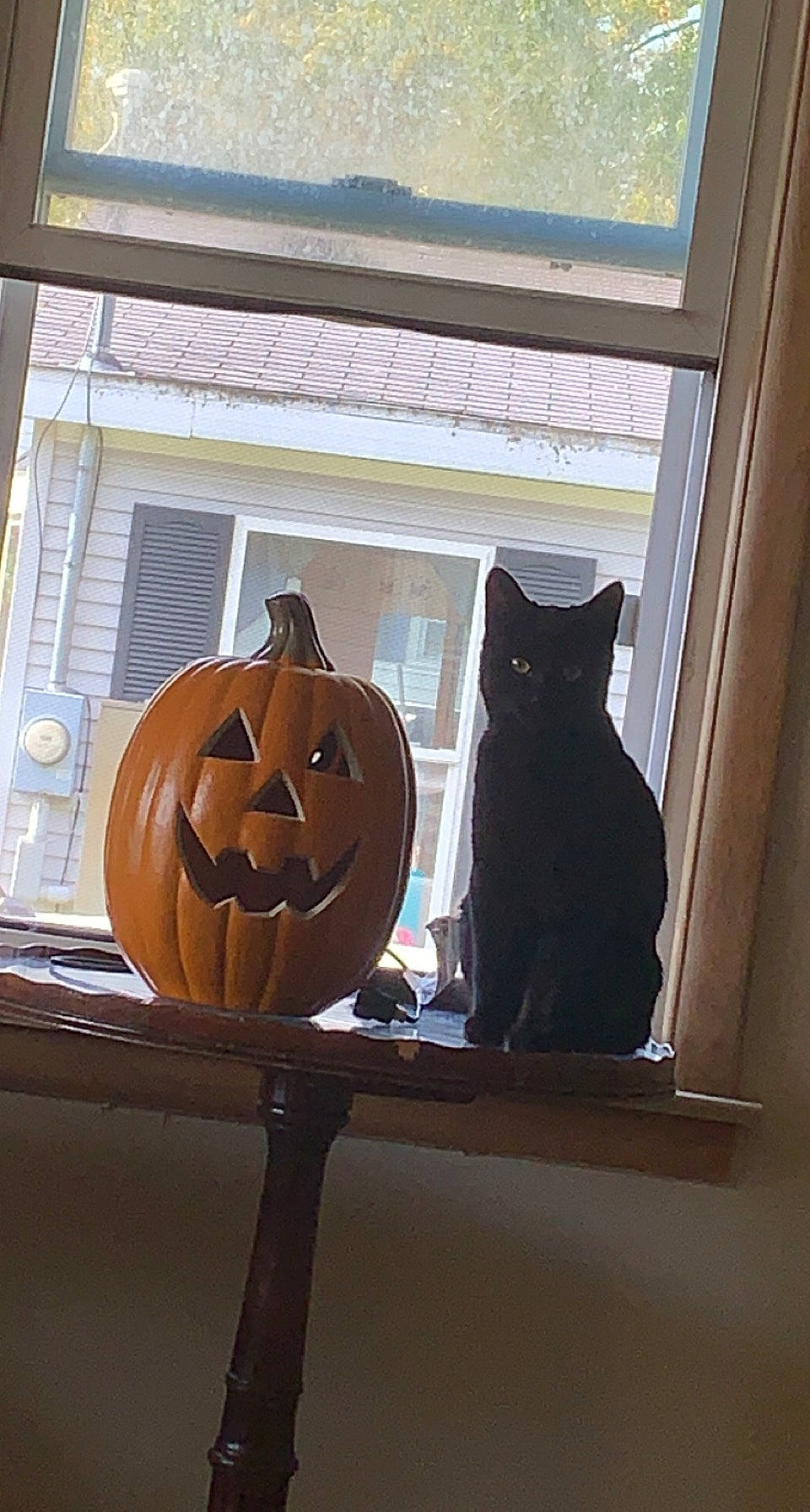 Sirius is registered to the contest to win money with this photo: brown, calabaza, carnivore, cat, creative_arts, cucurbita, door, felidae, fixture, gourd, jack_o_lantern, plant, pumpkin, small_to_medium_sized_cats, squash, tints_and_shades, vegetable, window, winter_squash, wood