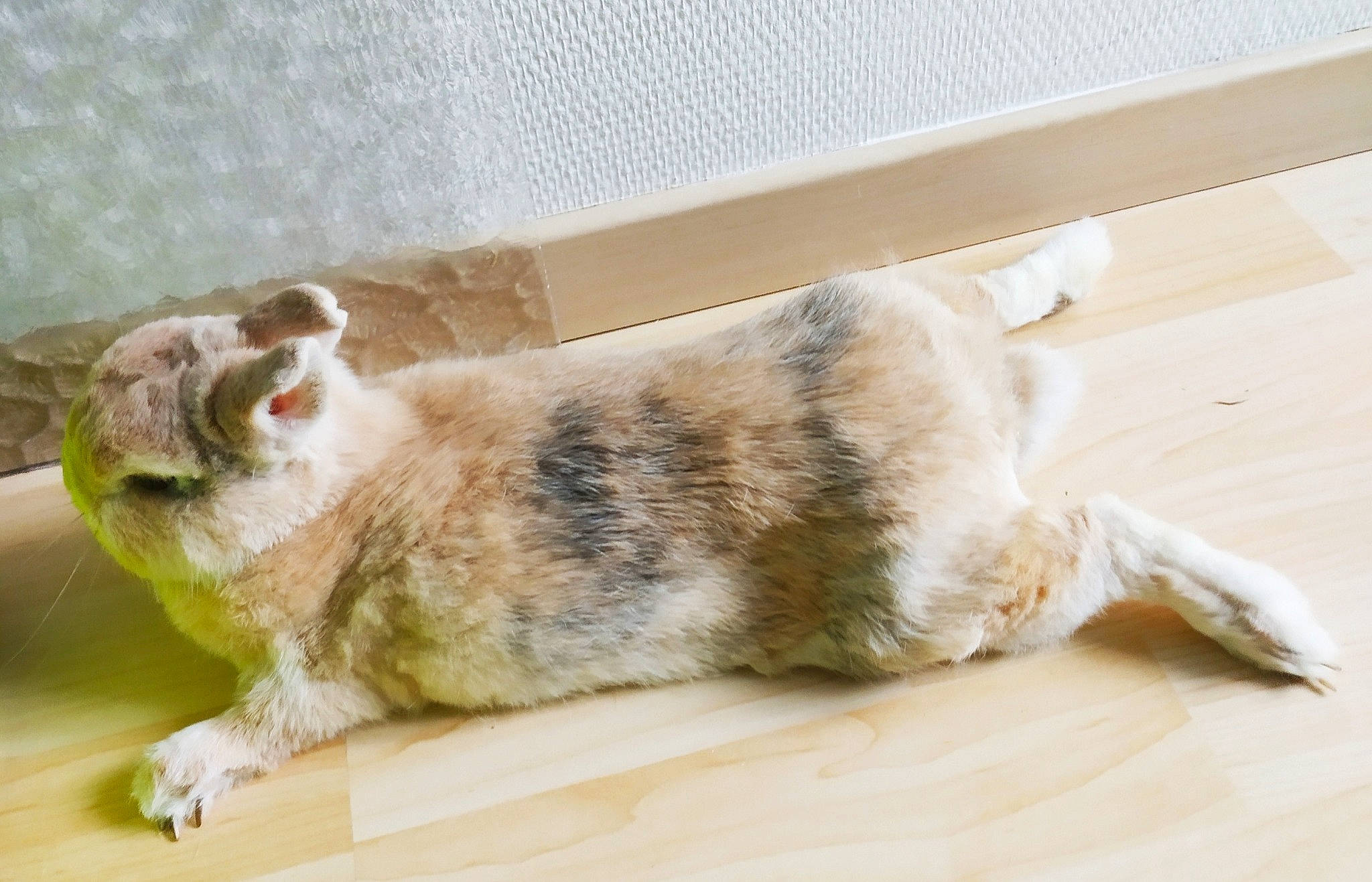 Speedy participe au concours pour gagner de l'argent avec cette photo : canidae, carnivore, cat, domestic_short_haired_cat, dragon_li, ear, european_shorthair, felidae, fur, small_to_medium_sized_cats, tabby_cat, tail, whiskers