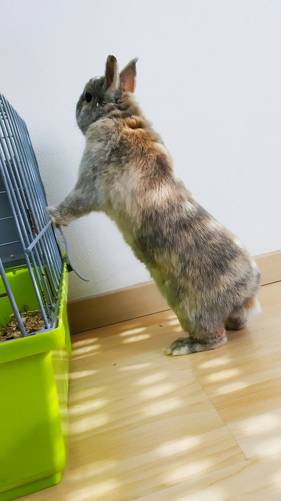 Atchoum a rejoint le concours — aidez-le/la à gagner de superbes lots ! cat, chinchilla, degu, domestic_rabbit, domestic_short_haired_cat, felidae, hamster, mammal, muroidea, rabbit, rabbits_and_hares, rodent, tail, vertebrate, whiskers