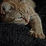 animal, cat, claws, closeup, cozy, cute, dark_background, feline, fur, furry, indoor, mammal, orange_tabby, paw, pet, relaxed, resting, sleepy, stretching, whiskers