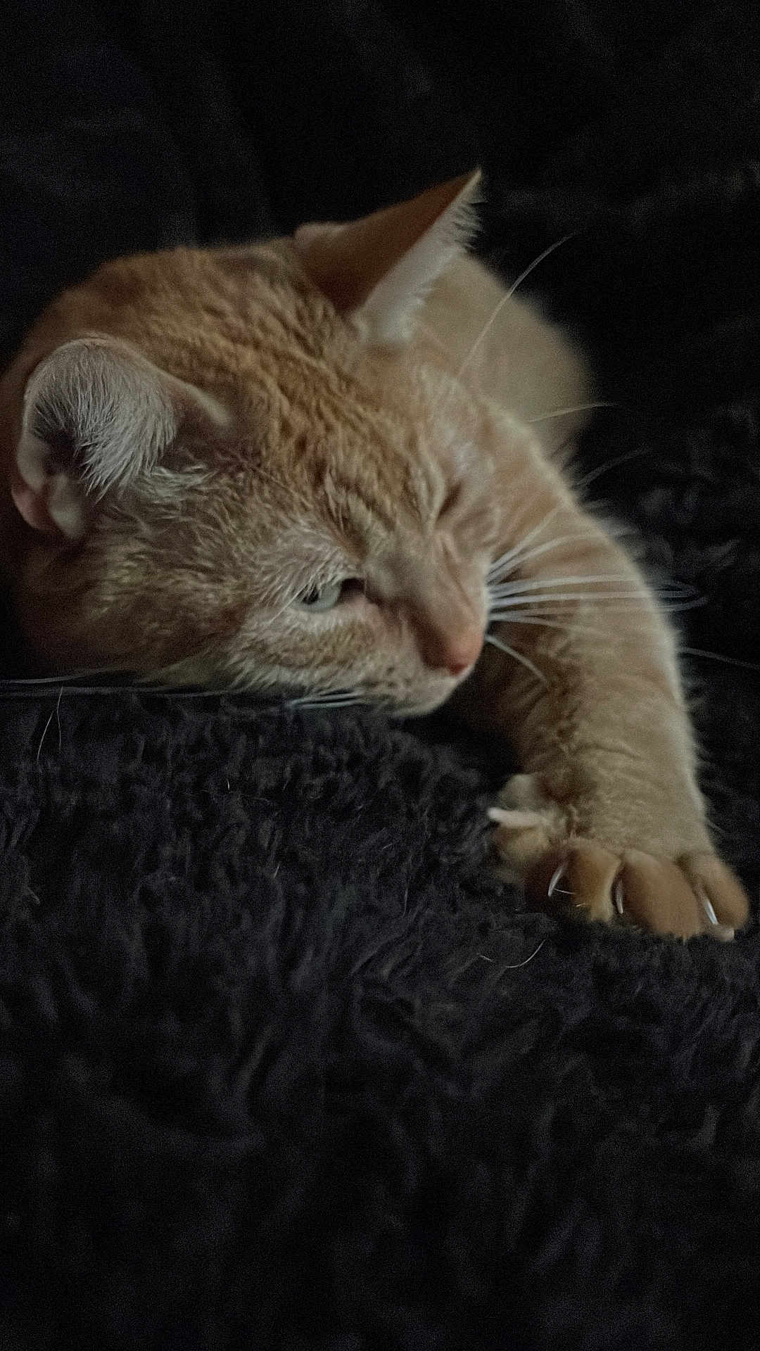 Kuzco participe au concours pour gagner de l'argent avec cette photo : animal, cat, claws, closeup, cozy, cute, dark_background, feline, fur, furry, indoor, mammal, orange_tabby, paw, pet, relaxed, resting, sleepy, stretching, whiskers