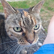 Christine Dittiguite a rejoint le concours — aidez-le/la à gagner de superbes lots ! animal, blue_shorts, cat, close_up, curious, daylight, ears, face, feline, fur, grass, gravel, green_eyes, nature, outdoor, person, pet, portrait, tabby_cat, whiskers