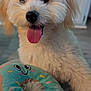 dog, white_fur, tongue_out, plush_toy, donut_shape, smiling_face, indoor, close_up, fluffy, pet, happy, cute, playful, toy, animal, house, blurred_background, canine, fur, tongue
