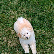 Max joined the competition — help win amazing prizes! puppy, dog, grass, outdoor, pet, animal, cute, fluffy, fur, nature, laying, young, adorable, canine, small, friendly, playful, summer, green, park