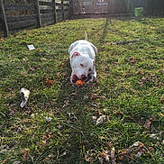Apollo is registered to the contest to win money with this photo: dog, white_dog, ball, grass, backyard, fence, sunlight, playful, outdoor, pet, animal, chewing, nature, leaf, daylight, garden, summer, canine, cute, fun