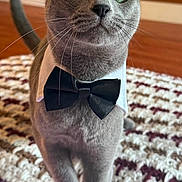 Igor joined the competition — help win amazing prizes! cat, gray_cat, bow_tie, collar, pet, indoor, carpet, crocheted_blanket, stairs, wood_floor, feline, cute, portrait, whiskers, close_up, pet_accessory, animal, domestic, house, curious