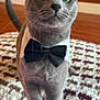 cat, gray_cat, bow_tie, collar, pet, indoor, carpet, crocheted_blanket, stairs, wood_floor, feline, cute, portrait, whiskers, close_up, pet_accessory, animal, domestic, house, curious