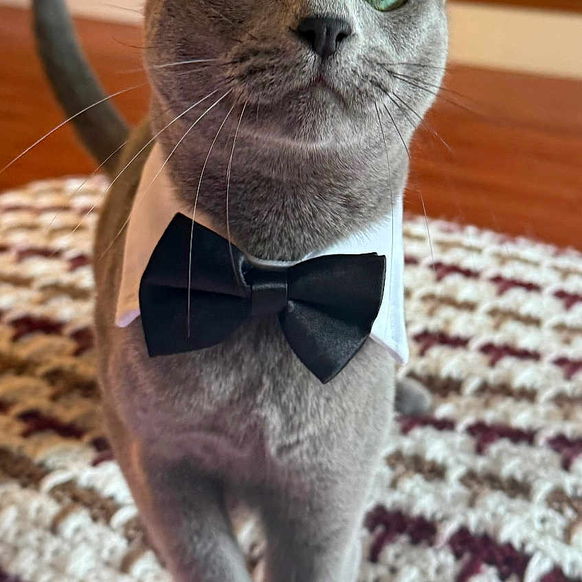 Igor joined the competition — help win amazing prizes! animal, bow_tie, carpet, cat, close_up, collar, crocheted_blanket, curious, cute, domestic, feline, gray_cat, house, indoor, pet, pet_accessory, portrait, stairs, whiskers, wood_floor