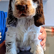 Rosy a rejoint le concours — aidez-le/la à gagner de superbes lots ! puppy, dog, animal, pet, close_up, fur, ears, paws, cute, indoor, table, person, hand, brown, white, speckled, adorable, young, fluffy, portrait