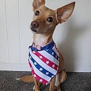 Holly joined the competition — help win amazing prizes! dog, pet, canine, sitting, bandana, patriotic, stars, red_white_blue, large_ears, tilted_head, alert, portrait, indoor, carpet, wall, collar, leash, brown_fur, white_chest, cute