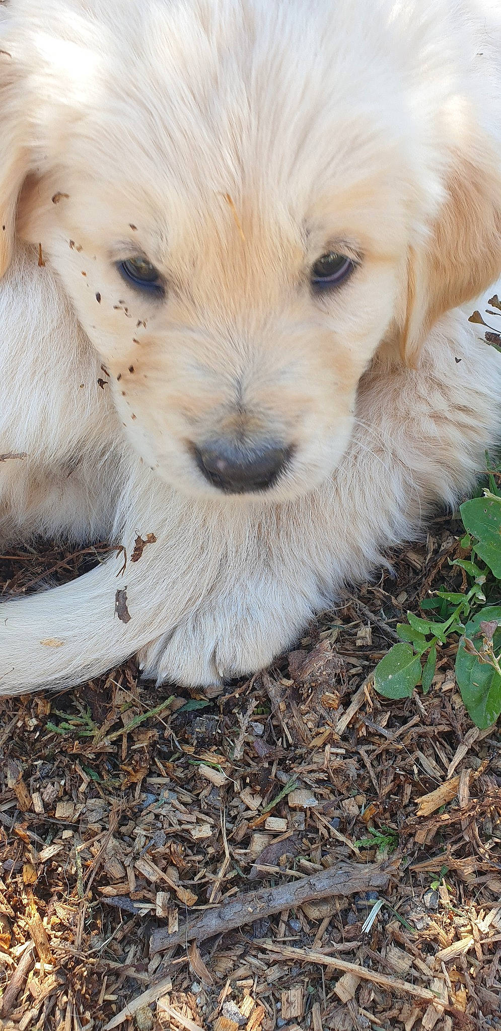 Pastis a rejoint le concours — aidez-le/la à gagner de superbes lots ! briquet_griffon_vendeen, canidae, carnivore, companion_dog, dog, dog_breed, fawn, golden_retriever, goldendoodle, labradoodle, livestock_guardian_dog, mammal, maremma_sheepdog, polish_tatra_sheepdog, puppy, rare_breed_dog, retriever, slovak_cuvac, sporting_group, vertebrate