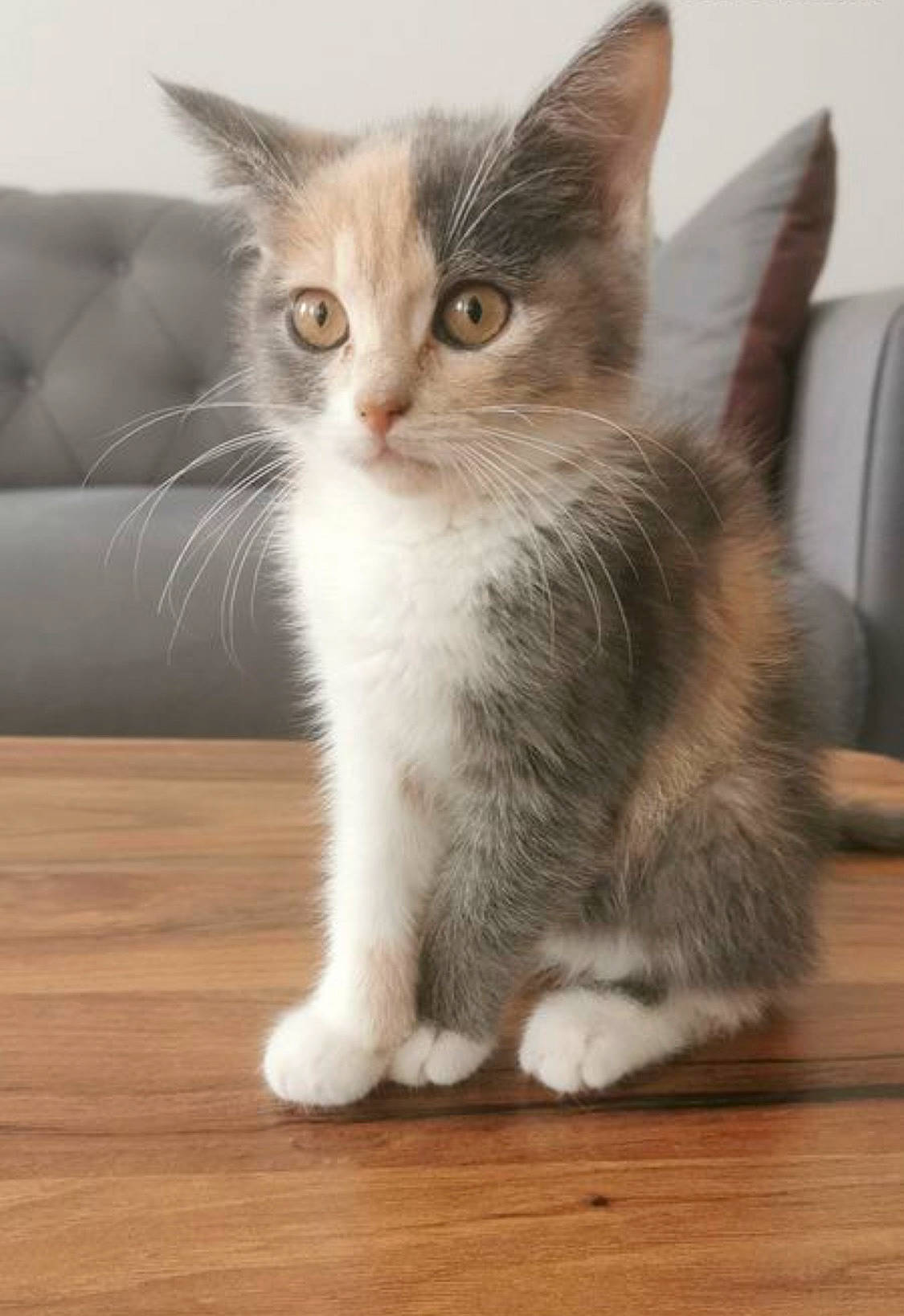 Titoune a rejoint le concours — aidez-le/la à gagner de superbes lots ! carnivore, cat, claw, domestic_short_haired_cat, fawn, felidae, flooring, fur, hardwood, laminate_flooring, paw, small_to_medium_sized_cats, snout, tail, varnish, whiskers, window, wood, wood_flooring, wood_stain