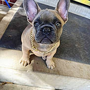 Hulk joined the competition — help win amazing prizes! dog, puppy, french_bulldog, pet, portrait, close_up, gold_chain, collar, ears, eyes, nose, paws, sitting, porch, mat, brick_wall, concrete, cute, attentive, domestic_animal