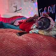 Harley is registered to the contest to win money with this photo: dog, pet, lying_down, red_sweater, knit_hat, blanket, bed, indoor, cozy, cute, tongue_out, relaxed, colorful_lights, star_lights, text_banner, soft_lighting, furniture, home, animal, portrait