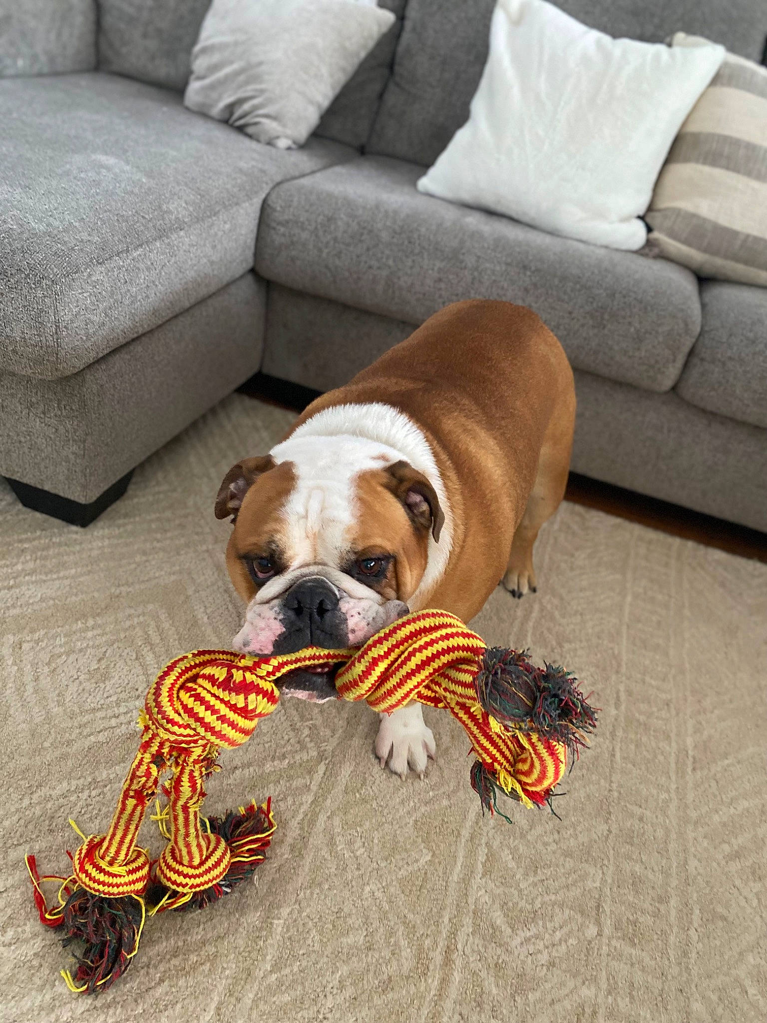 Gus joined the competition — help win amazing prizes! bulldog, carnivore, chair, collar, comfort, companion_dog, couch, dog, dog_breed, dog_collar, dog_supply, fawn, floor, flooring, furniture, hardwood, liver, toy_dog, wood, working_animal