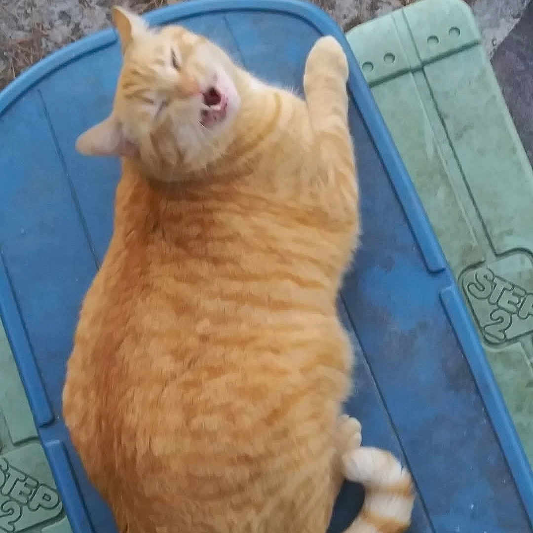 Mumu joined the competition — help win amazing prizes! animal, blue, cat, closeup, cute, domestic_cat, feline, fur, green, meowing, nature, orange_tabby, outdoor, pet, plastic_surface, playful, relaxed, sitting, tail, whiskers