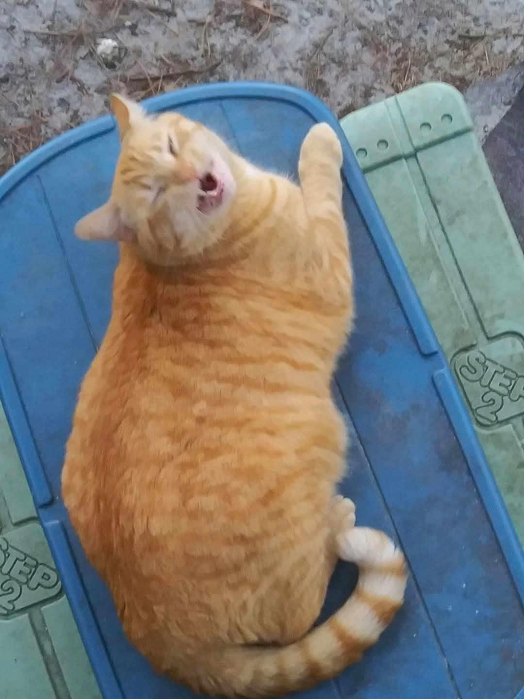 Mumu joined the competition — help win amazing prizes! cat, orange_tabby, pet, animal, feline, outdoor, plastic_surface, blue, green, tail, meowing, closeup, fur, domestic_cat, cute, whiskers, relaxed, sitting, nature, playful