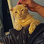 Mumu is registered to the contest to win money with this photo: cat, orange_tabby, pet, hand, blanket, indoor, feline, paws, comfort, relaxed, animal, domestic, fur, cozy, resting, human_interaction, night, home, soft, cute