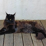 Urgo a rejoint le concours — aidez-le/la à gagner de superbes lots ! cat, black_cat, fluffy, yellow_eyes, wooden_deck, outdoor, pet, animal, relaxed, lying_down, fur, whiskers, ears, tail, domestic_cat, feline, resting, side_view, texture, wall