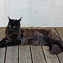 animal, black_cat, cat, domestic_cat, ears, feline, fluffy, fur, lying_down, outdoor, pet, relaxed, resting, side_view, tail, texture, wall, whiskers, wooden_deck, yellow_eyes