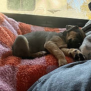 Bella joined the competition — help win amazing prizes! puppy, dog, sleeping, blanket, indoor, window, vehicle, camper, cozy, resting, fur, paw, cute, pet, relaxing, sunlight, screen, orange, pink, comfort