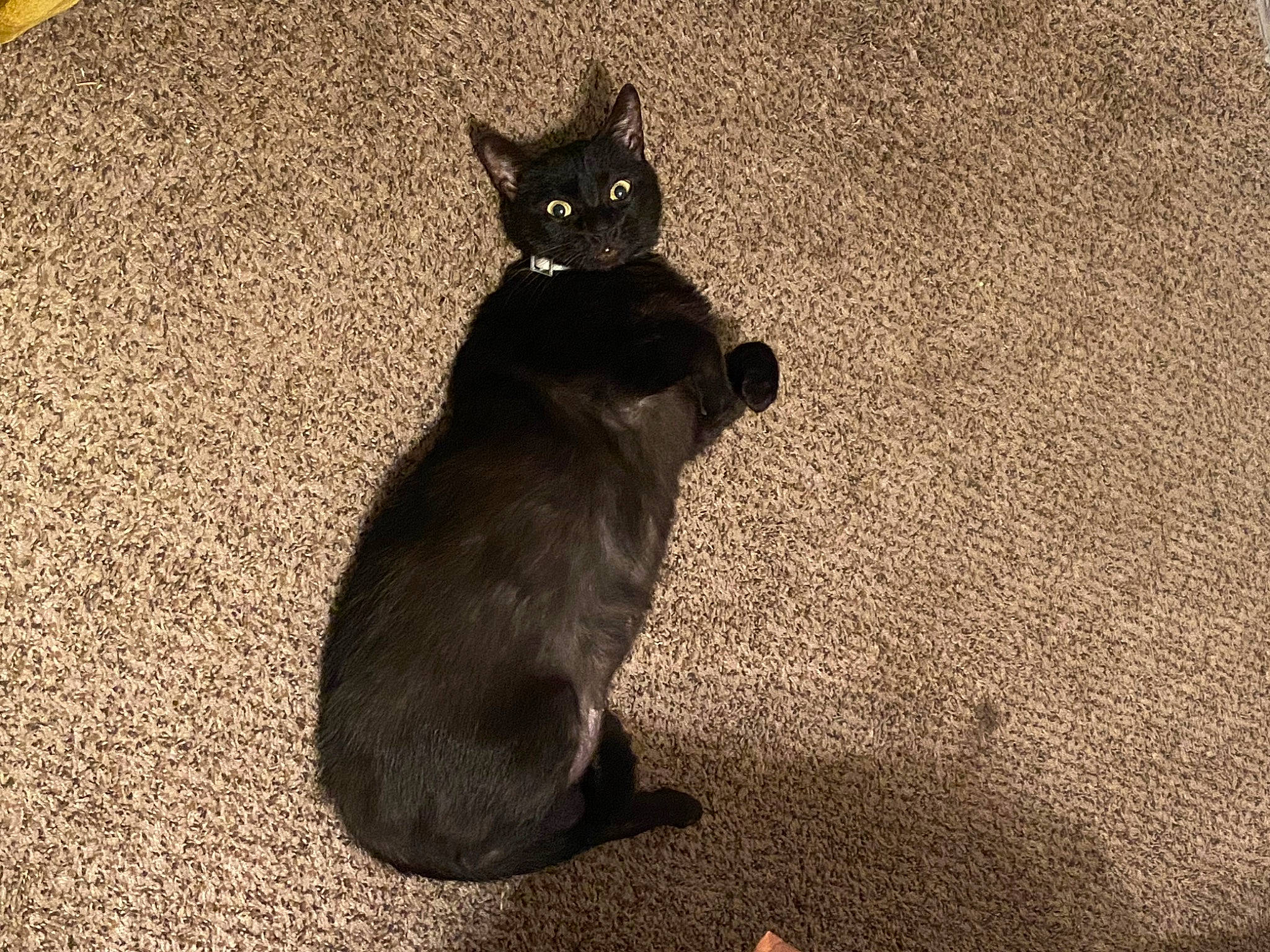 Abe joined the competition — help win amazing prizes! black_cat, bombay, carnivore, cat, claw, dog_breed, domestic_short_haired_cat, felidae, flooring, fur, grey, paw, road_surface, shadow, small_to_medium_sized_cats, snout, tail, terrestrial_animal, tints_and_shades, whiskers