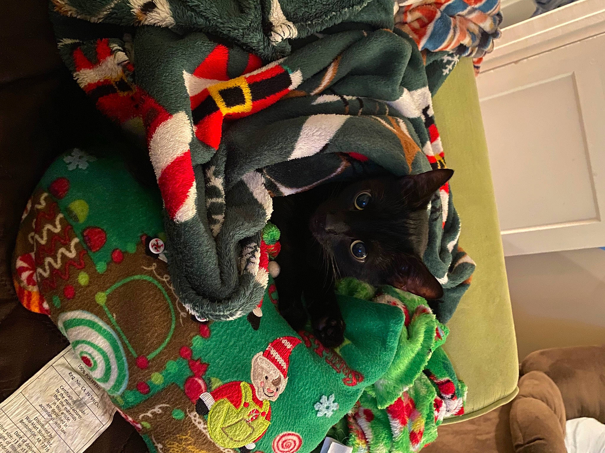 Abe is registered to the contest to win money with this photo: art, bag, carmine, carnivore, comfort, dog_breed, dog_supply, fashion_accessory, fawn, fur, green, leash, linens, luggage_and_bags, pattern, personal_protective_equipment, pet_supply, sporting_group, textile, working_animal