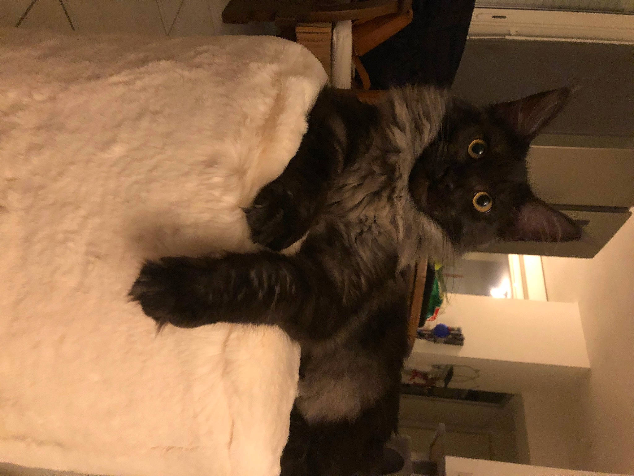 Radjah a rejoint le concours — aidez-le/la à gagner de superbes lots ! black_cat, carnivore, cat, claw, comfort, dog_breed, domestic_short_haired_cat, felidae, fur, hardwood, mammal, natural_material, room, small_to_medium_sized_cats, snout, snow, tail, vertebrate, whiskers