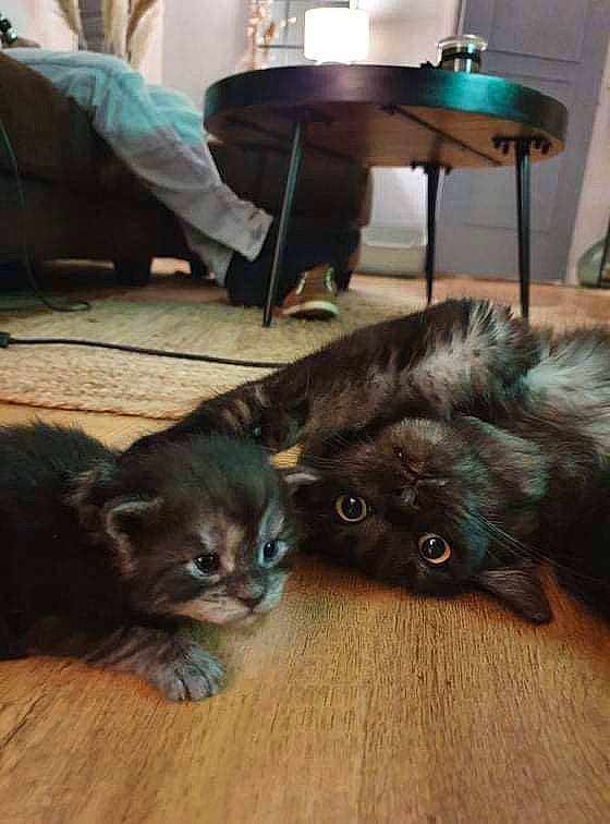 Radjah participe au concours pour gagner de l'argent avec cette photo : black_cat, carnivore, cat, comfort, dog_breed, domestic_short_haired_cat, fawn, felidae, floor, flooring, fur, grey, hardwood, mammal, small_to_medium_sized_cats, table, tail, vertebrate, whiskers, wood