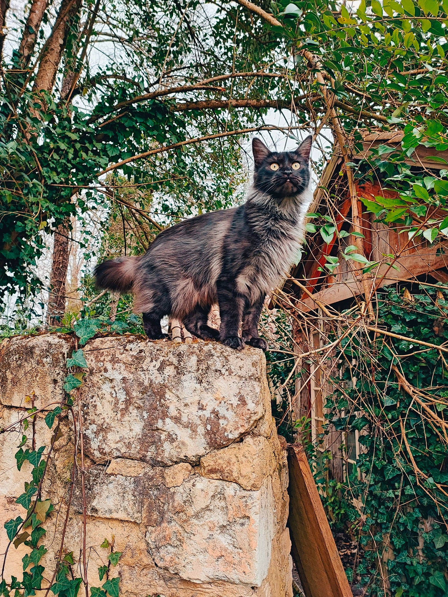 Radjah participe au concours pour gagner de l'argent avec cette photo : adaptation, carnivore, cat, domestic_short_haired_cat, fawn, felidae, fur, grass, groundcover, plant, small_to_medium_sized_cats, snout, tail, terrestrial_animal, tree, trunk, twig, whiskers, wildlife, wood