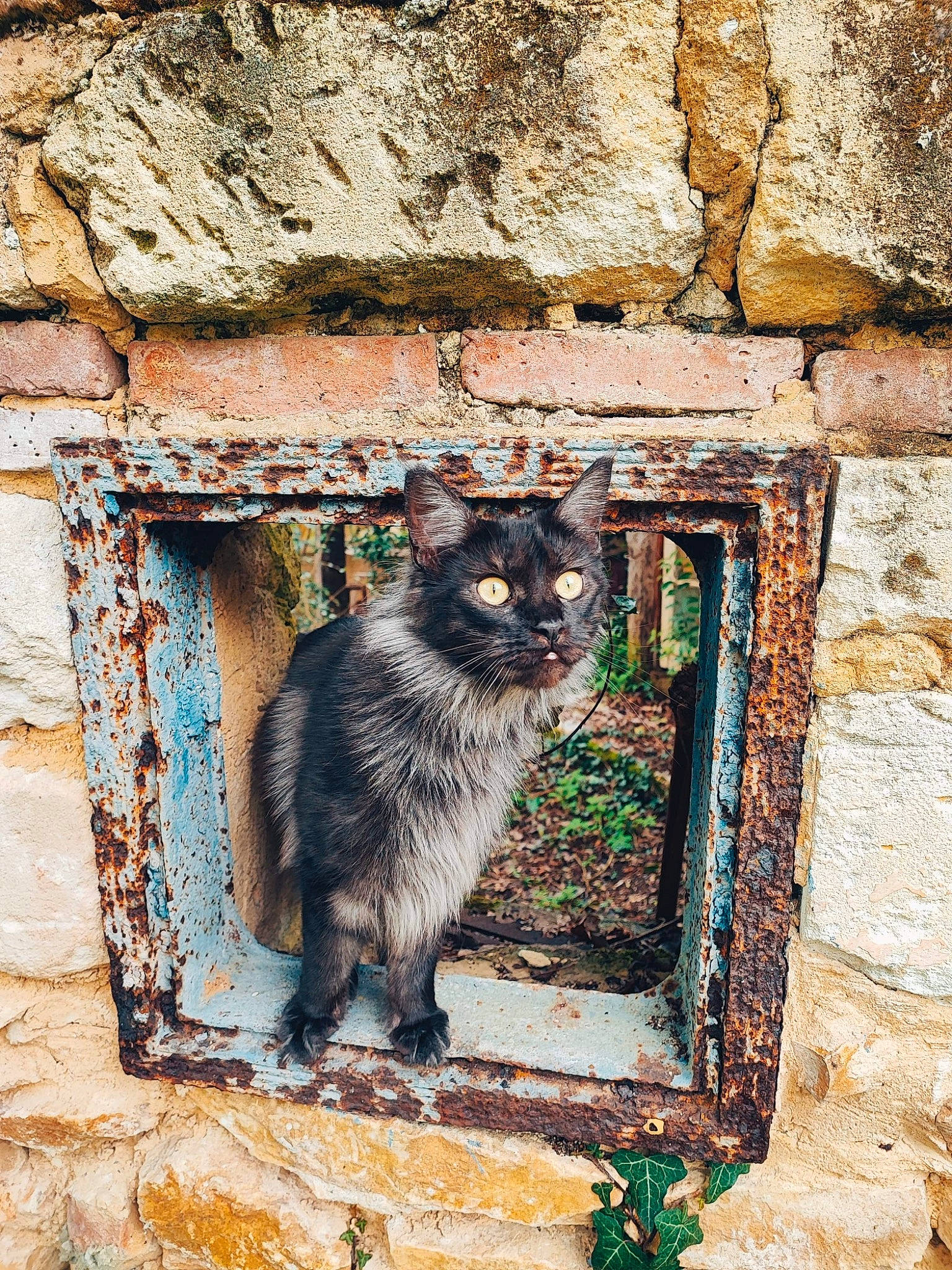 Radjah participe au concours pour gagner de l'argent avec cette photo : art, brick, brickwork, carnivore, cat, cobblestone, domestic_short_haired_cat, door, facade, felidae, grey, plant, rectangle, road_surface, small_to_medium_sized_cats, snout, tail, whiskers, window, wood